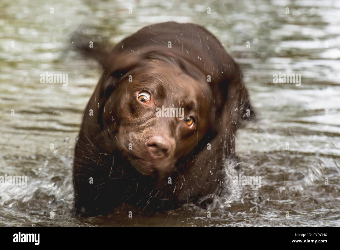 Un labrador chocolat dans une rivière shaking Banque D'Images