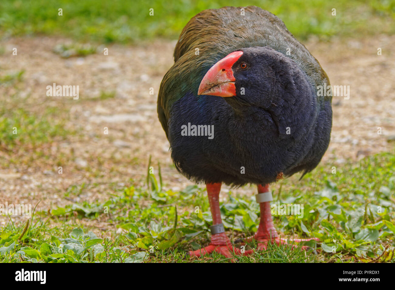 Talève takahé, oiseau en voie de disparition sur l'île Maud sanctuaire sans prédateurs dans le Marlborough Sounds, Nouvelle-Zélande Banque D'Images