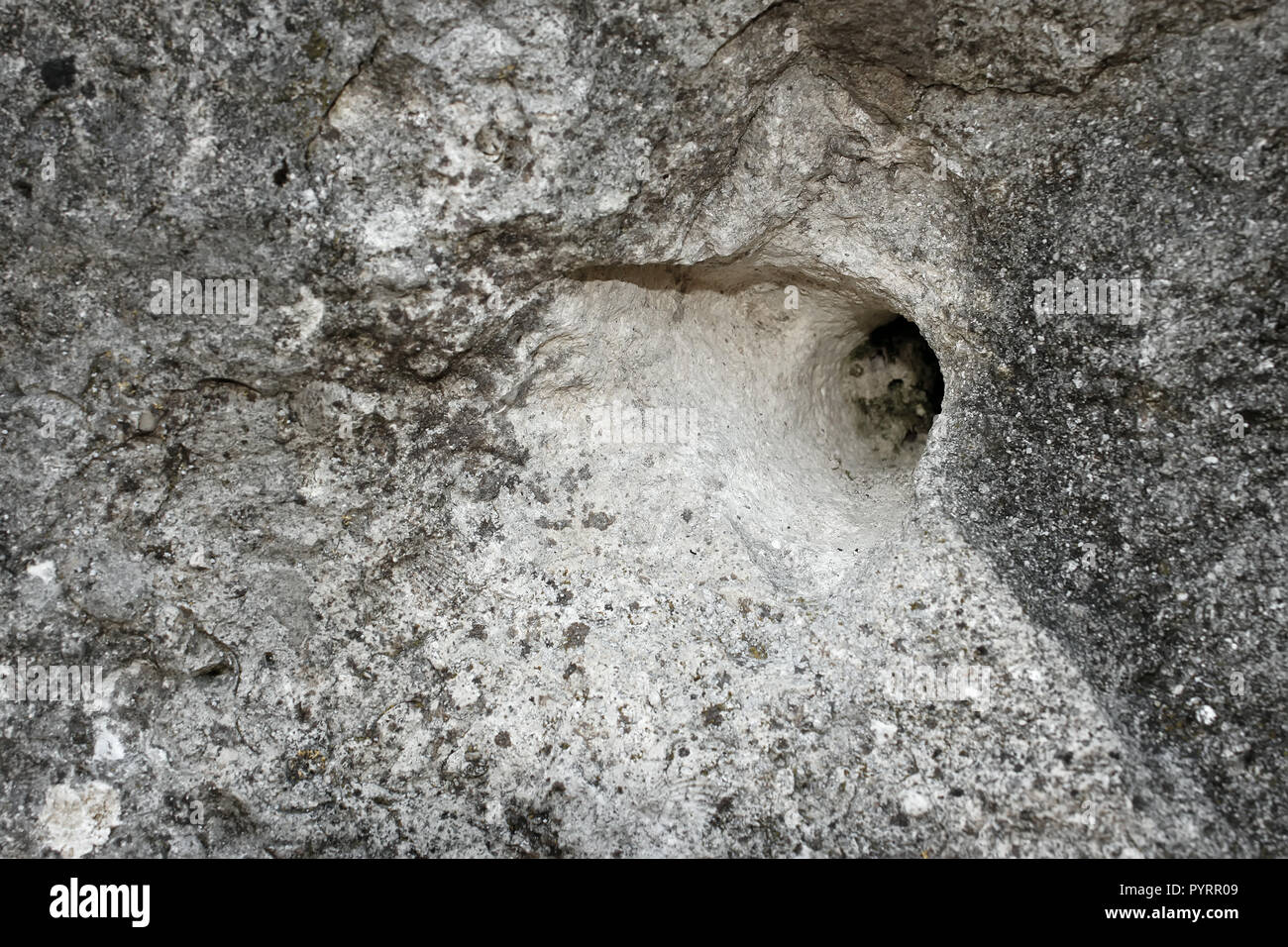 Fragment de roche calcaire, très semblable à la tête d'un loup. Paradoxe : sur ce rocher dans la forêt parfois les loups vivant dans le repaire. Chmielnicki re Banque D'Images