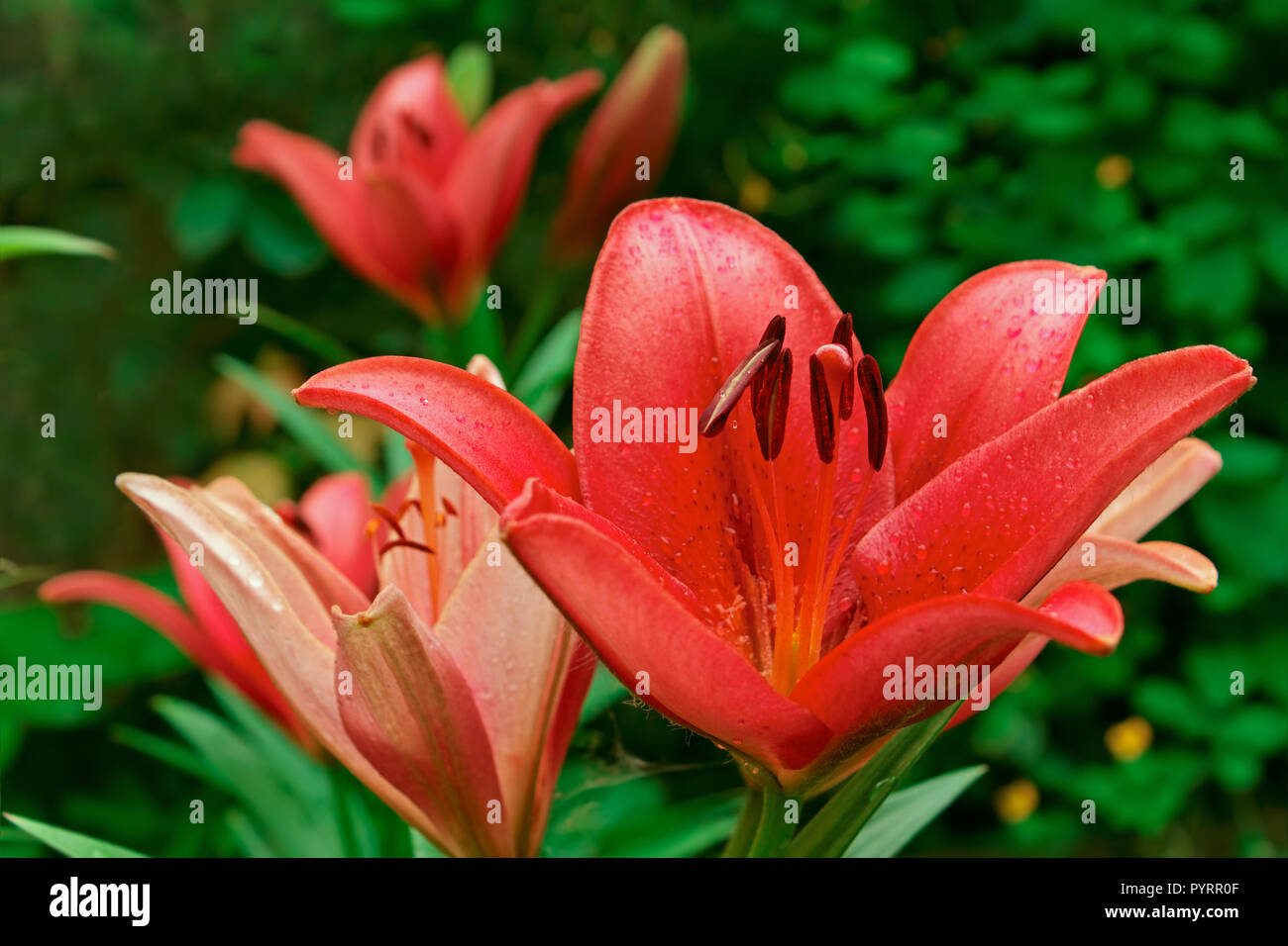 Lily rose en parterre. Au milieu de l'été Banque D'Images