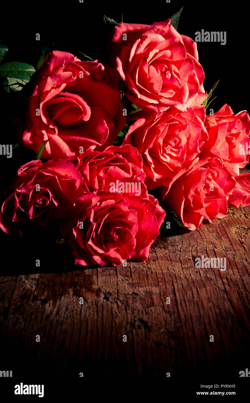 Roses rouges ou roses hybrides de thé fleurs Banque D'Images