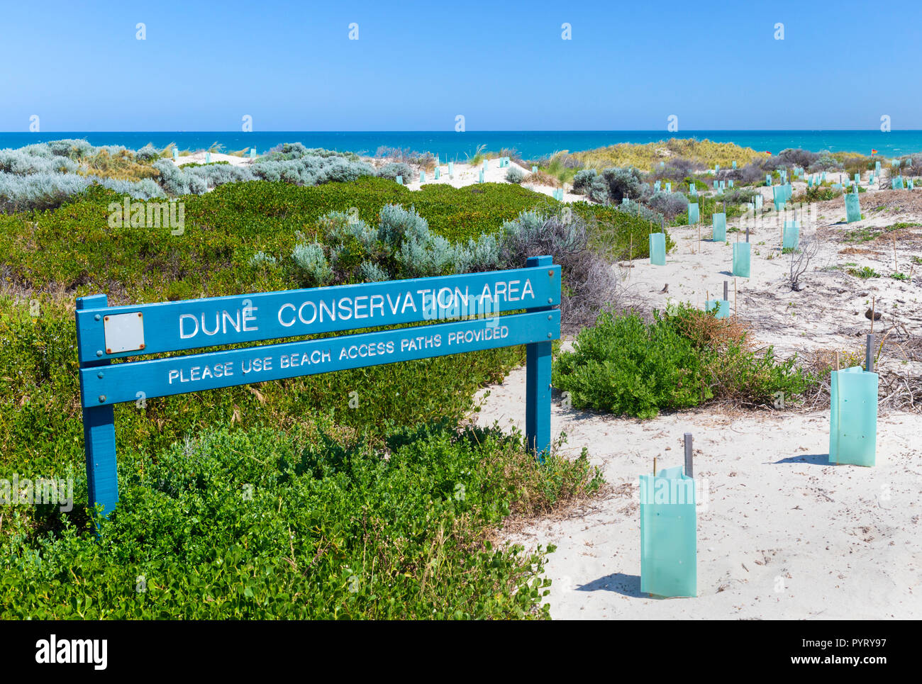 De nouvelles plantes indigènes avec des protecteurs des semis plantés dans une dune de sable de conservation à Trigg Beach, Perth, Australie occidentale Banque D'Images De nouvelles plantes indigènes avec des protecteurs des semis plantés dans une dune de sable de conservation à Trigg Beach, Perth, Australie occidentale Banque D'Images