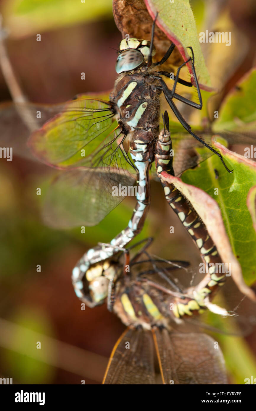 90 % de l'animal, formes de vie sur Terre sont des insectes. Les insectes peuvent être trouvés dans presque tous les environnements, bien que seulement un petit nombre d'espèces résident dans Banque D'Images