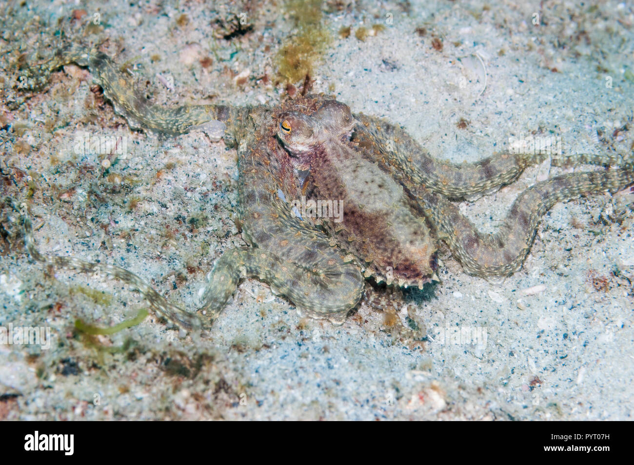 Armés de poulpe. Puerto Galera, Philippines. Banque D'Images