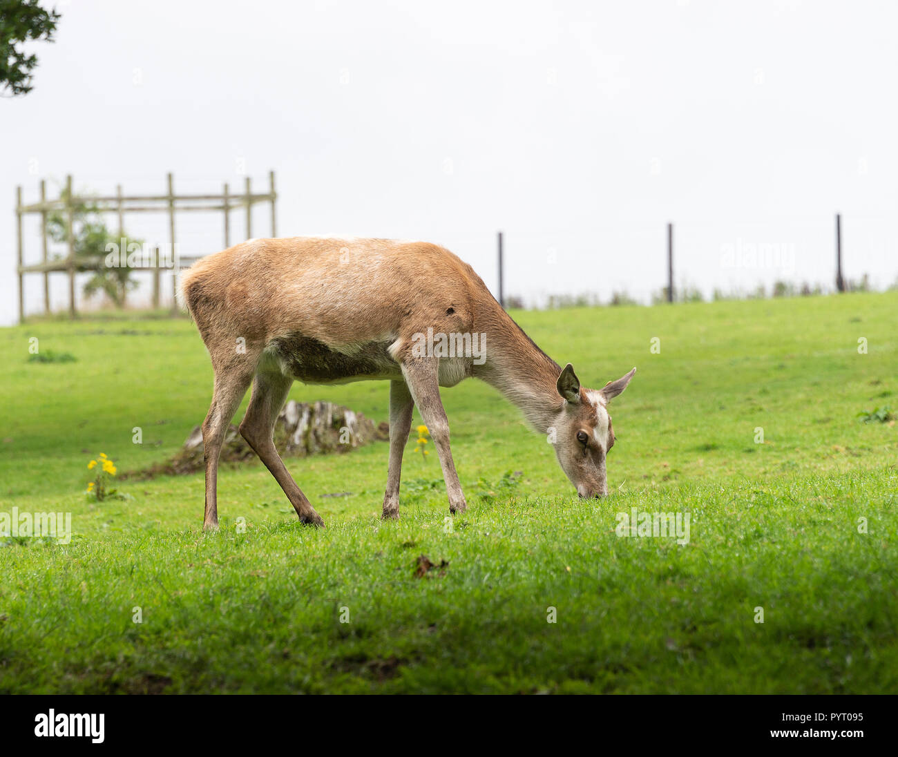 Red Deer Hind Alimentation dans des pâturages dans les motifs du Château de Culzean Ayrshire Ecosse Royaume-Uni UK Banque D'Images