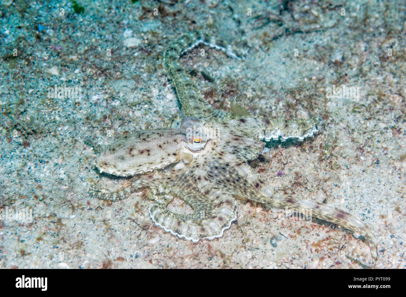 Armés de poulpe. Puerto Galera, Philippines. Banque D'Images