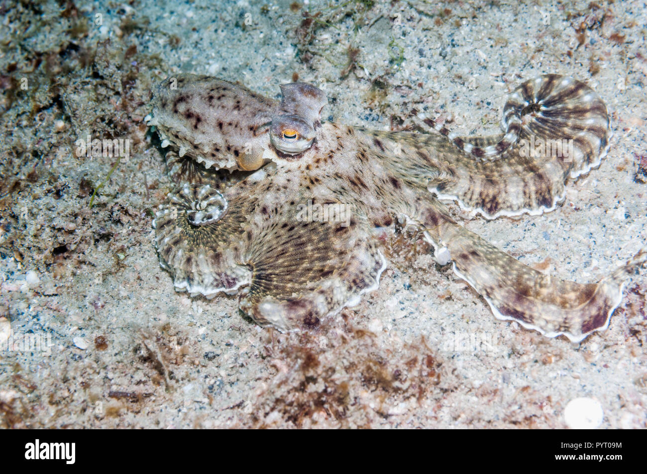 Armés de poulpe. Puerto Galera, Philippines. Banque D'Images