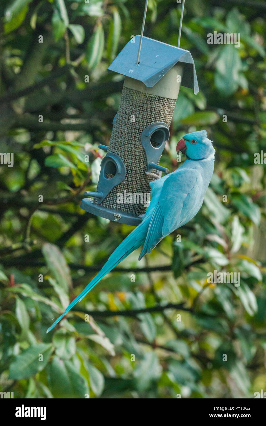 Rose-ringed ou perruche à collier (Psittacula krameri), bleu mutation sur mangeoire pour oiseaux dans le jardin. Londres, Royaume-Uni. Banque D'Images