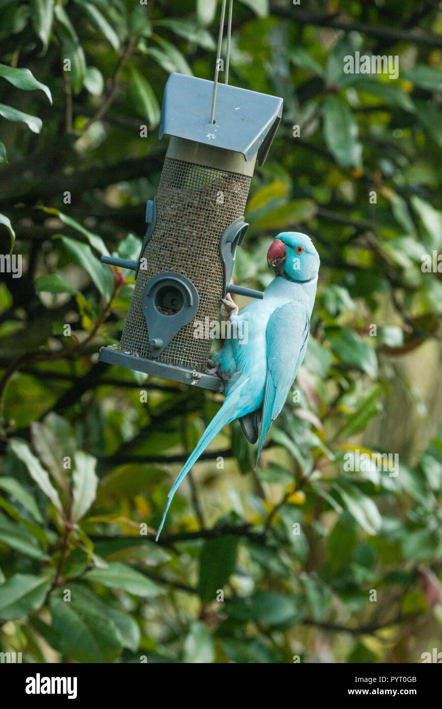 Rose-ringed ou perruche à collier (Psittacula krameri), bleu mutation sur mangeoire pour oiseaux dans le jardin. Londres, Royaume-Uni. Banque D'Images