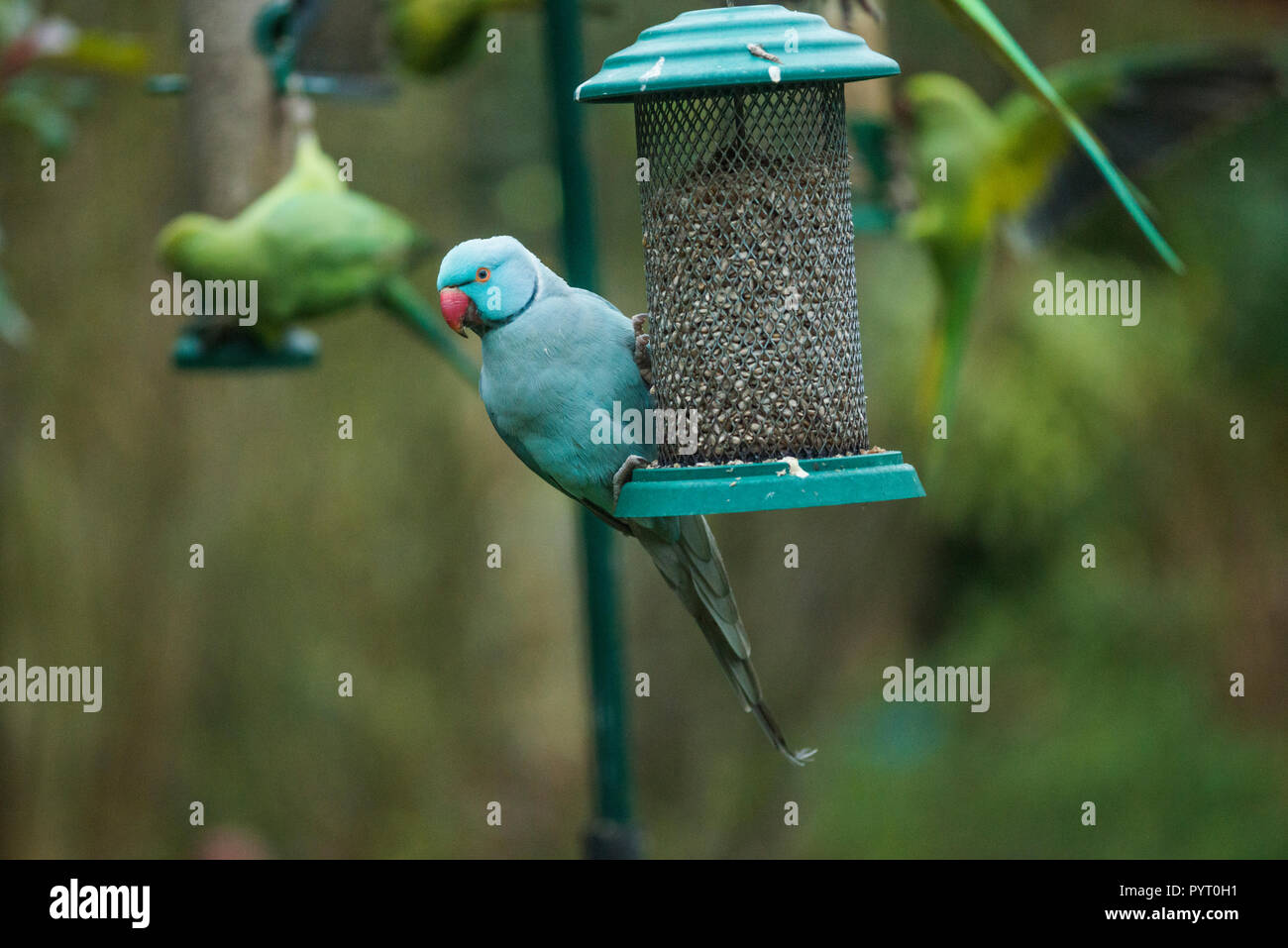 Rose-ringed ou perruche à collier (Psittacula krameri), bleu mutation sur mangeoire pour oiseaux dans le jardin. Londres, Royaume-Uni. Banque D'Images