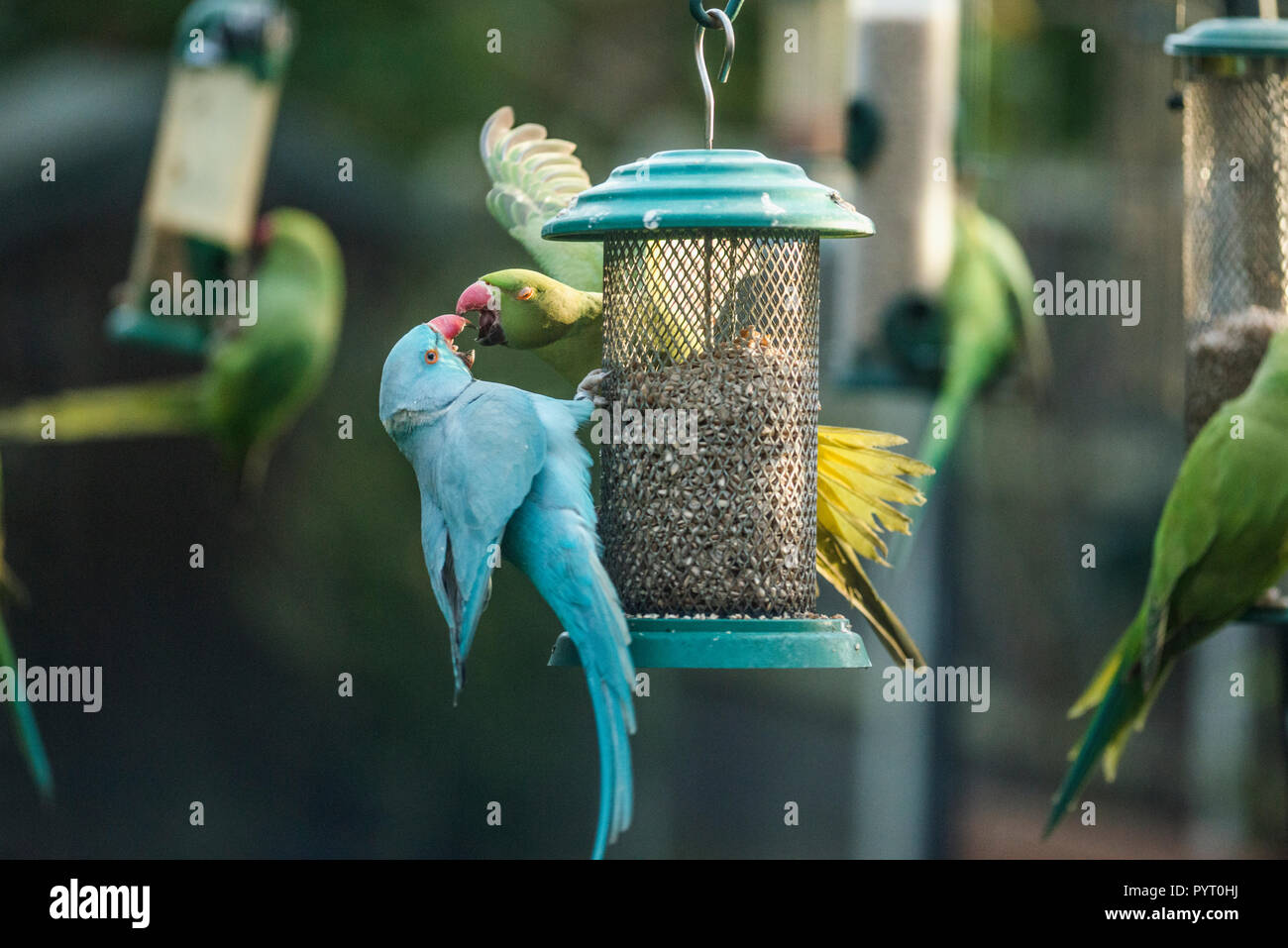 Rose-ringed ou perruches à collier (Psittacula krameri), une mutation bleu et de l'habituel de couleur verte se chamaillant sur mangeoire perruche dans jardin. Banque D'Images