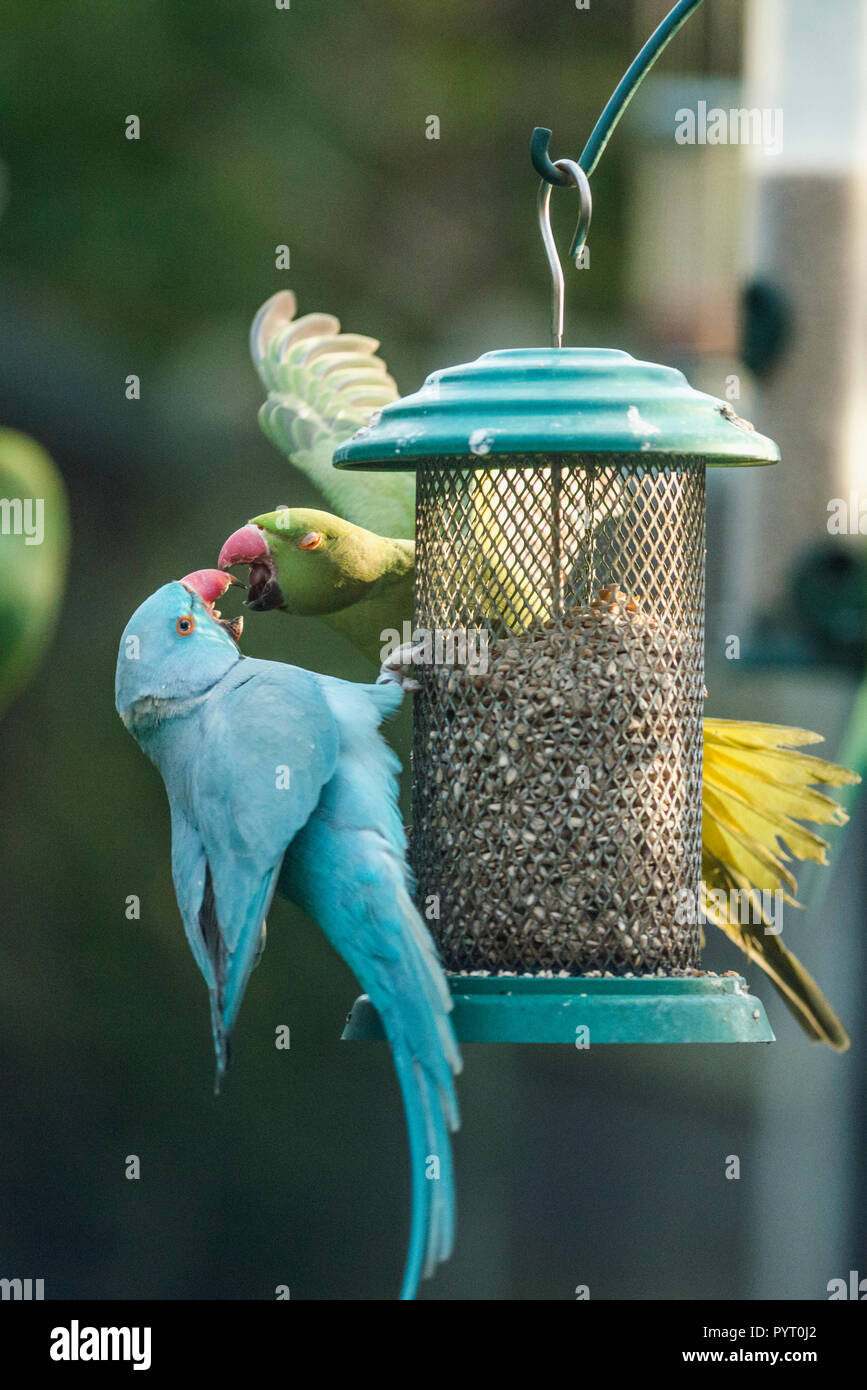 Rose-ringed ou perruches à collier (Psittacula krameri), une mutation bleu et de l'habituel de couleur verte se chamaillant sur mangeoire perruche dans jardin. Banque D'Images
