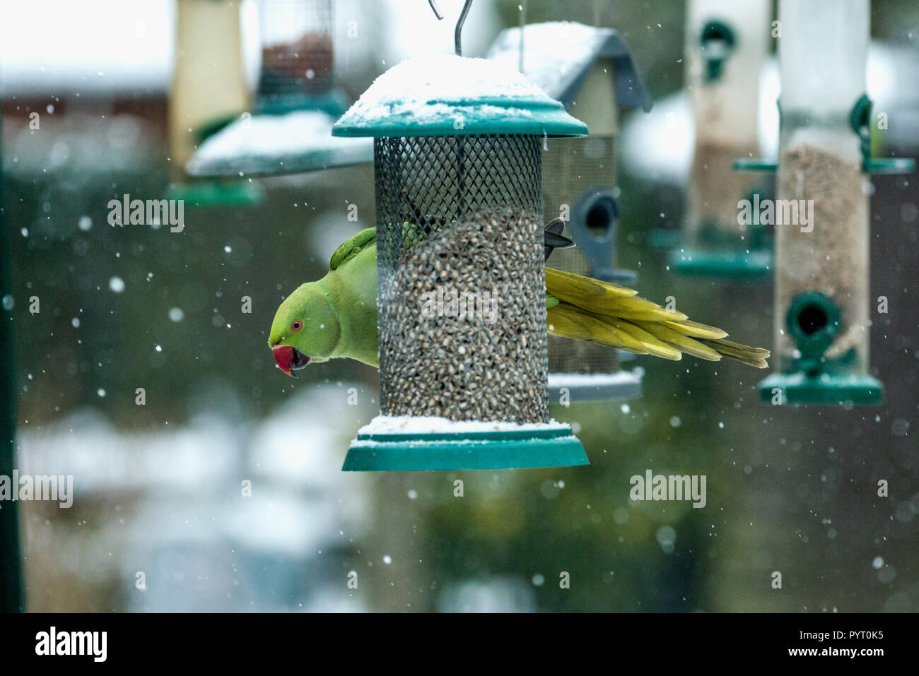 Rose-ringed ou perruche à collier (Psittacula krameri), sur la mangeoire en hiver avec la neige. Londres, Royaume-Uni. Banque D'Images
