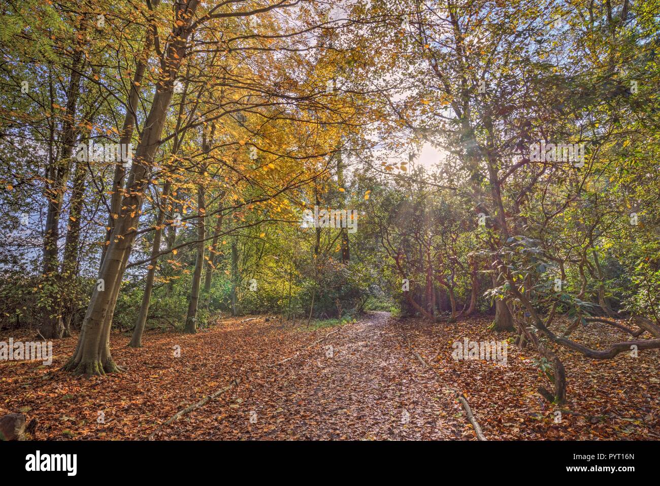 Un chemin si les bois en automne. Orange et brun quitte tapissent le sol et  la lumière du soleil filtre à travers les sommets des arbres Photo Stock -  Alamy