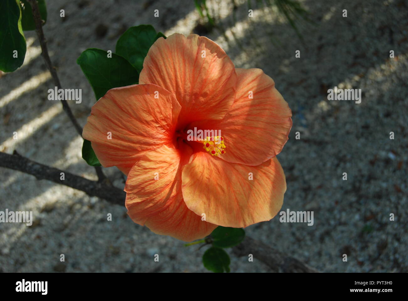Fleur d'Hibiscus en fleurs Banque D'Images