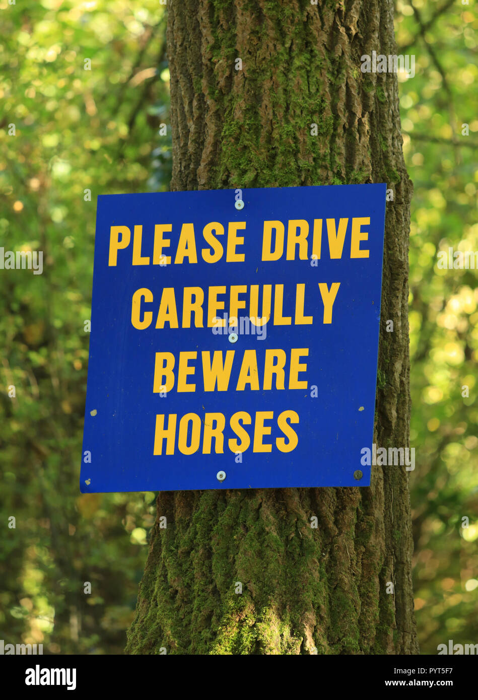 Un panneau fixé sur un arbre demande les conducteurs à se méfier des chevaux. Banque D'Images