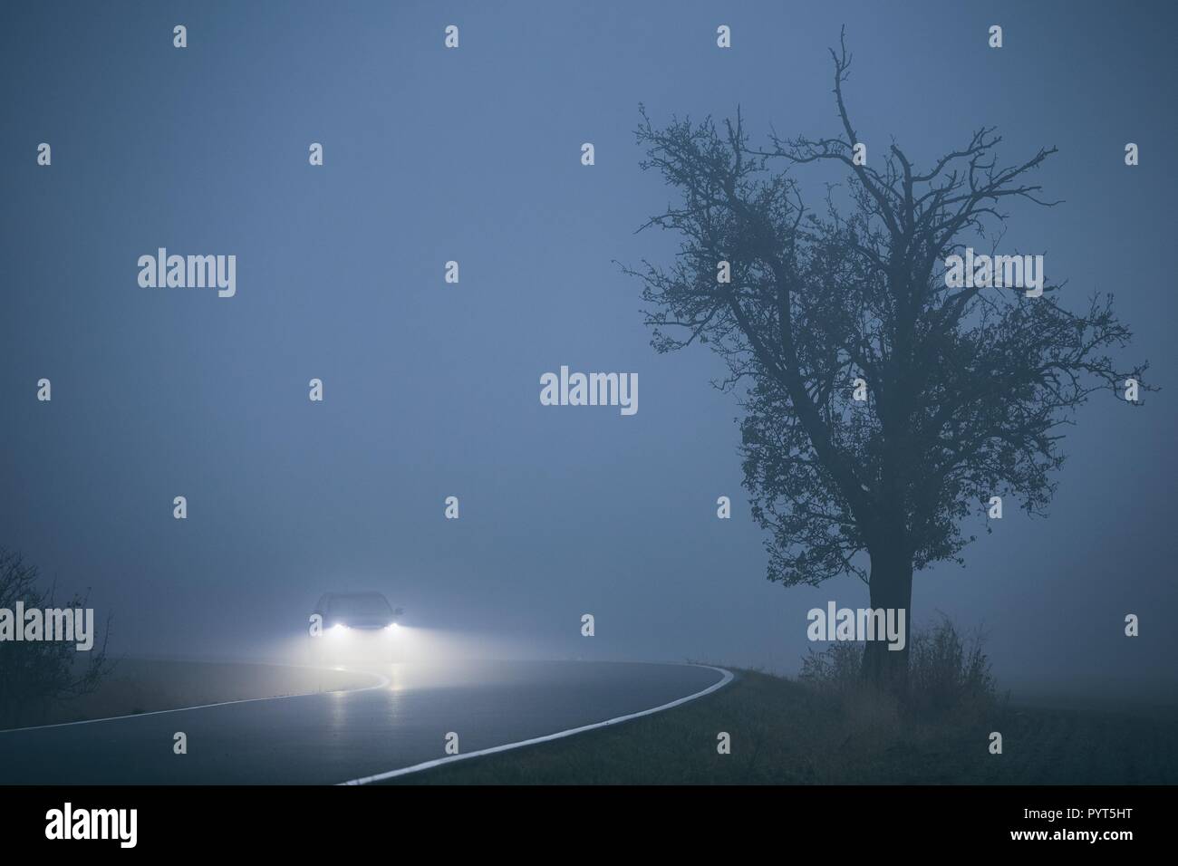 L'approche de voiture dans un brouillard épais. Météo sombre sur la route. - Se concentrer sur l'arbre Banque D'Images