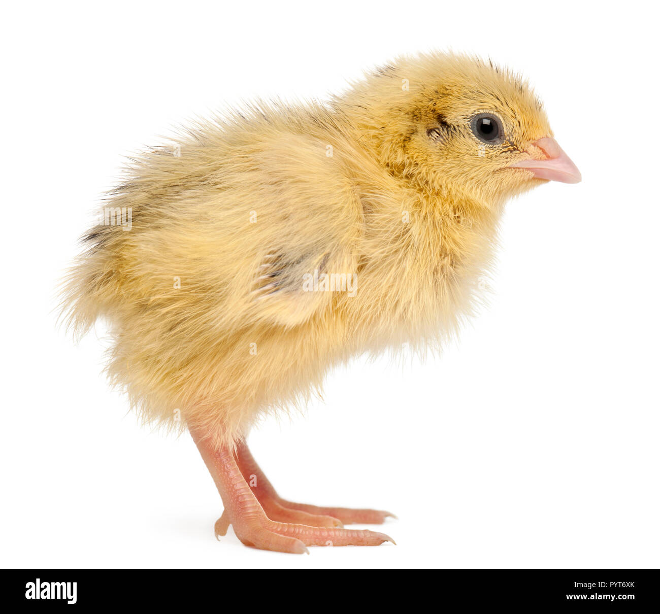 La caille Japonaise, également connu sous le nom de Caille Coturnix coturnix japonica, 3, jours, in front of white background Banque D'Images