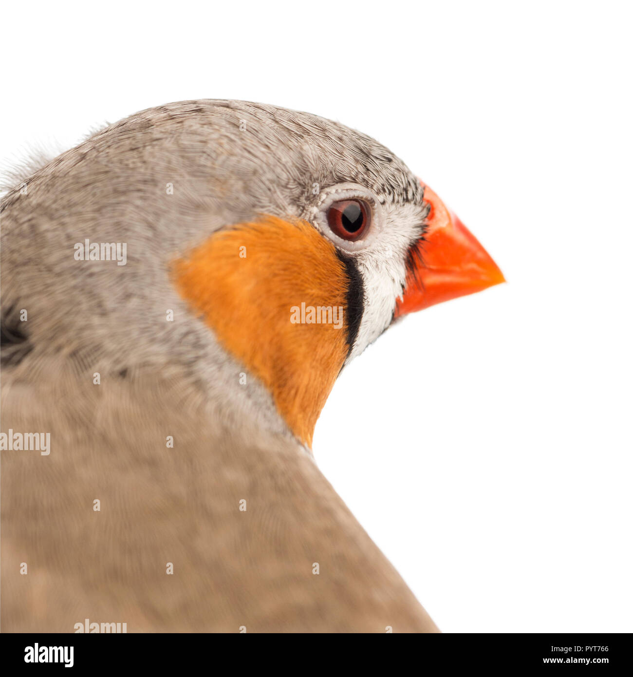 Zebra Finch, Taeniopygia guttata, against white background Banque D'Images