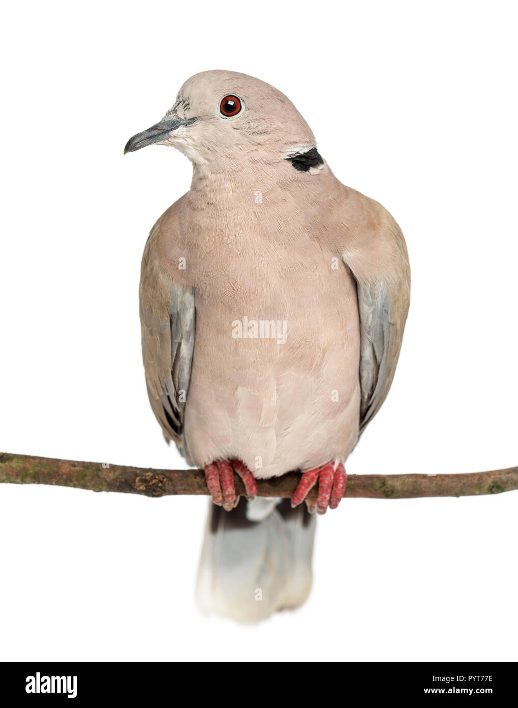 Venturon montagnard perché sur une branche, Streptopelia decaocto, souvent appelée la tête contre le fond blanc Banque D'Images