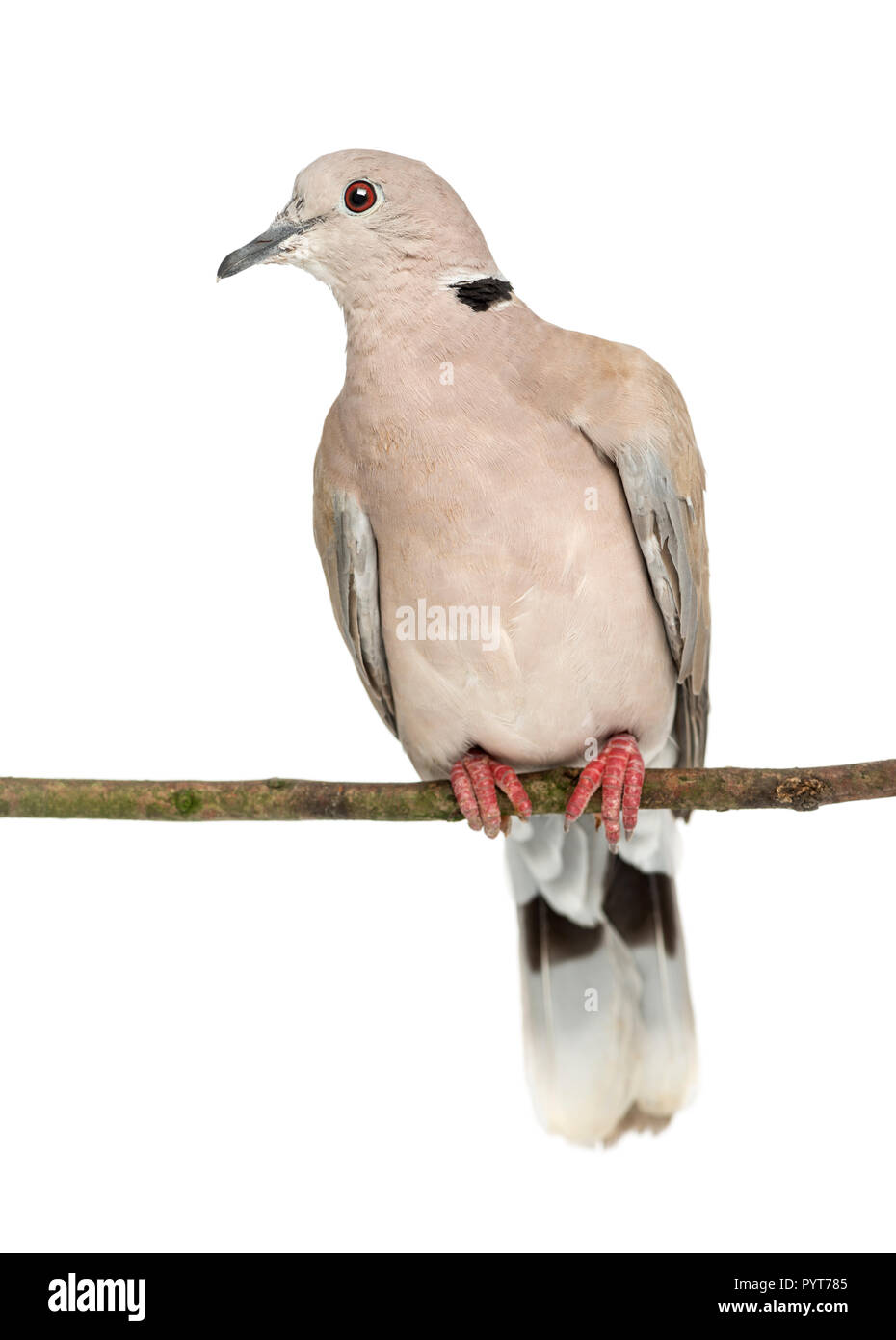 Venturon montagnard perché sur une branche, Streptopelia decaocto, souvent appelée la tête contre le fond blanc Banque D'Images