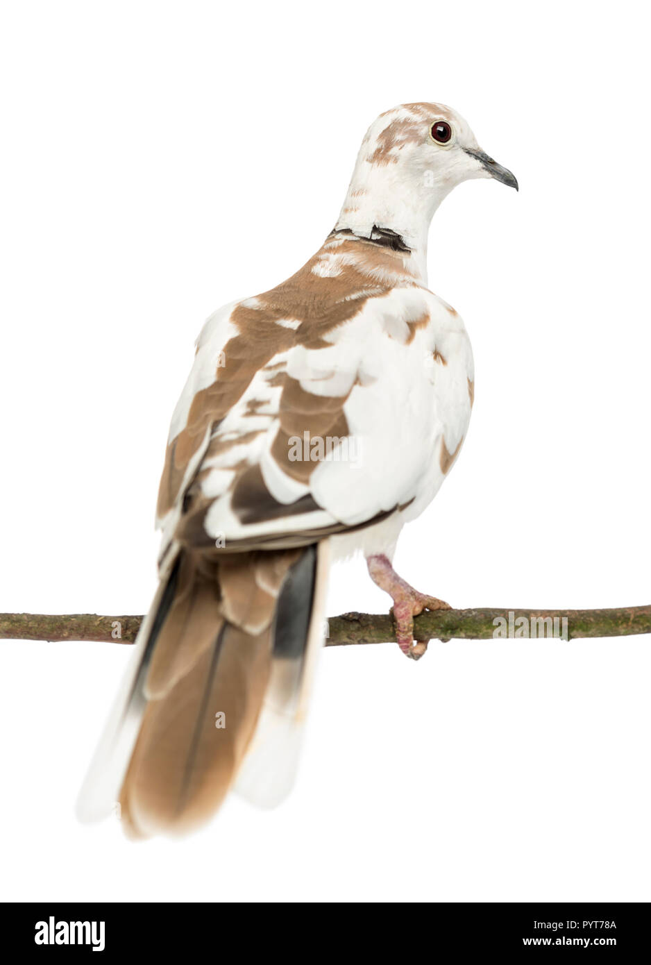 Vue arrière d'un Africain tête perché sur branche, Streptopelia roseogrisea, against white background Banque D'Images