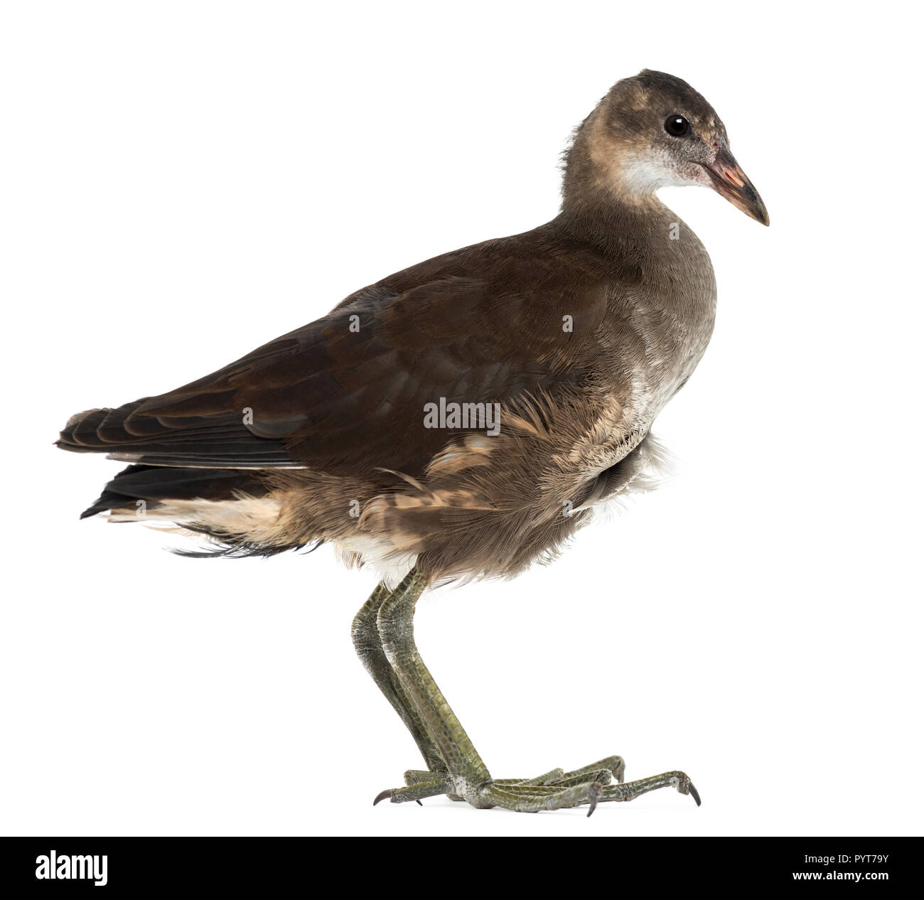La Gallinule poule-d'eau Gallinula chloropus,, également connu sous le nom de 'Swamp' poulet contre fond blanc Banque D'Images