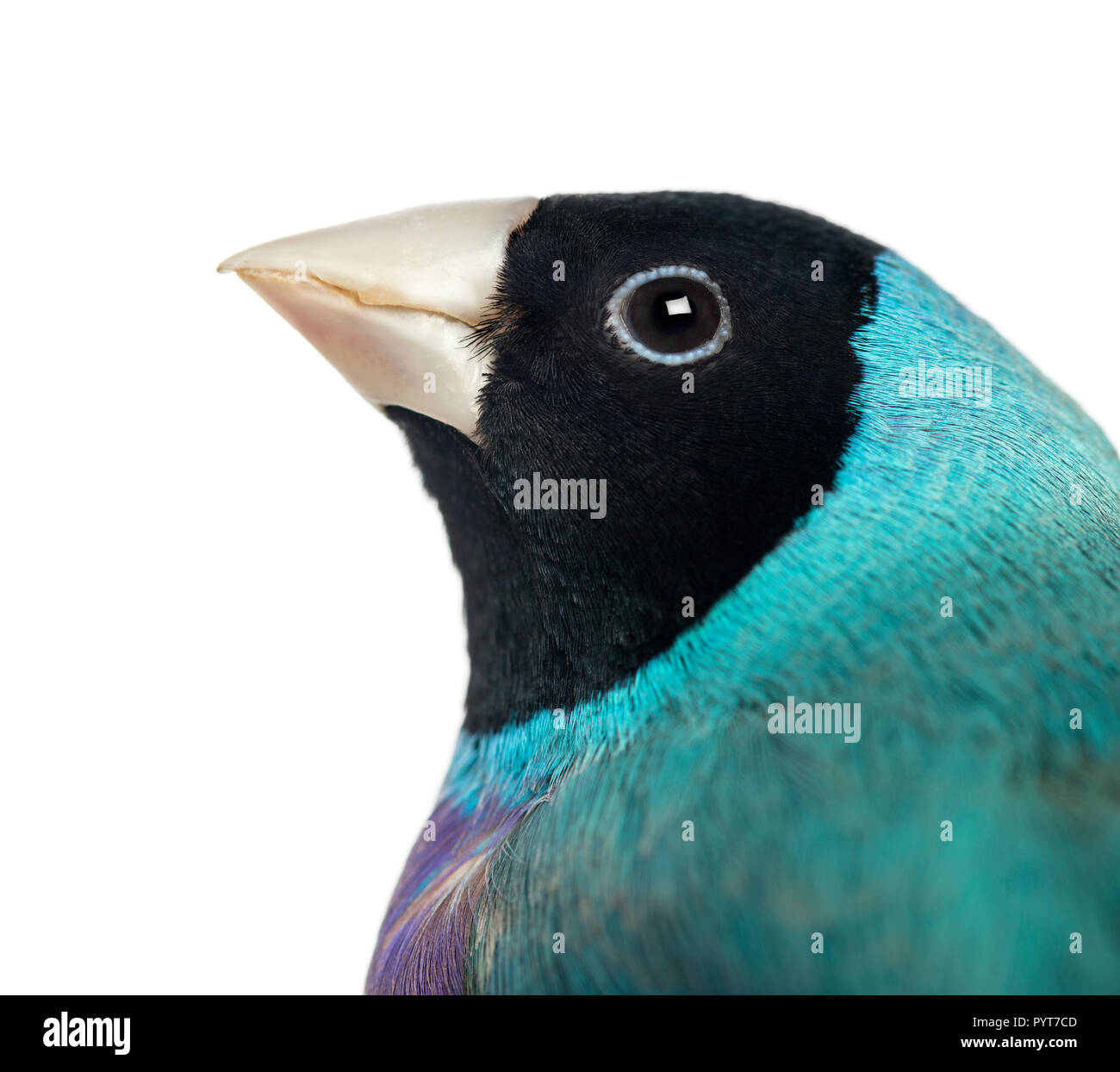 Close-up of a Gouldian Finch, Erythrura gouldiae, against white background Banque D'Images