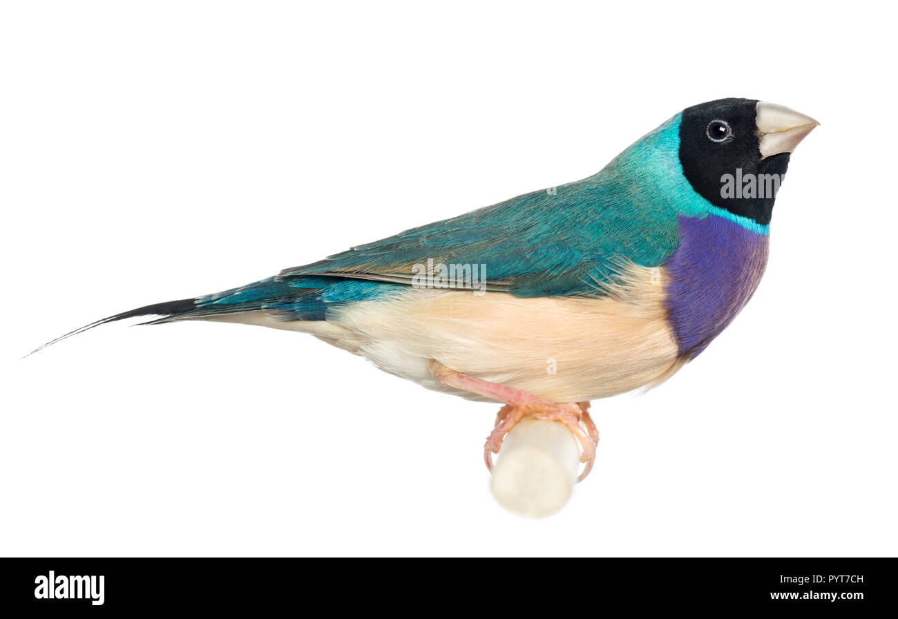 Close-up of a Gouldian Finch, Erythrura gouldiae, against white background Banque D'Images