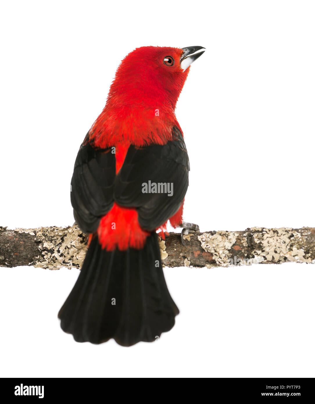 Vue arrière d'un Tangara brésilien tweeting perché sur une branche - Ramphocelus bresilius - isolated on white Banque D'Images