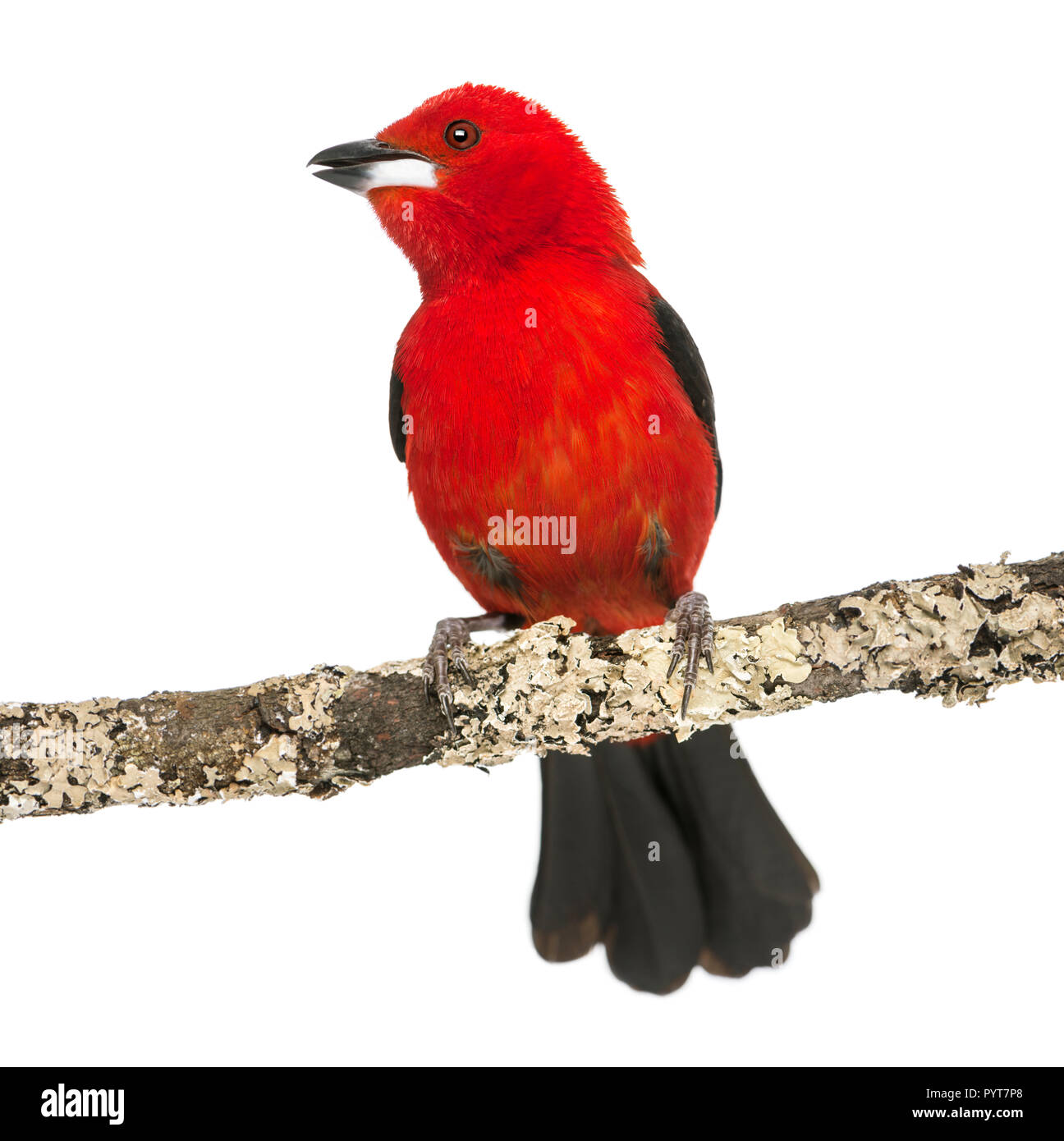 Tangara brésilien tweeting perché sur une branche - Ramphocelus bresilius - isolated on white Banque D'Images