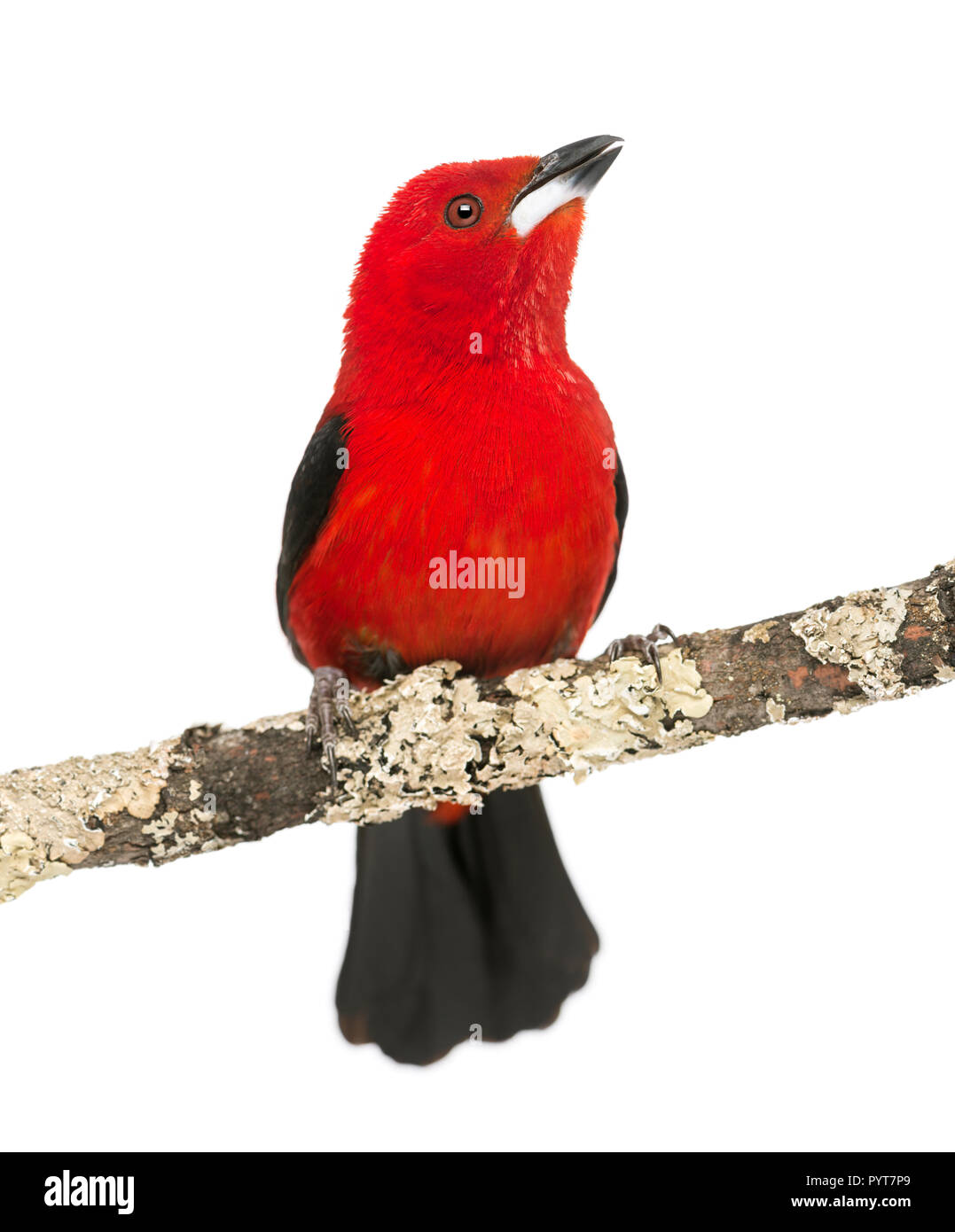 Tangara brésilien tweeting perché sur une branche - Ramphocelus bresilius - isolated on white Banque D'Images