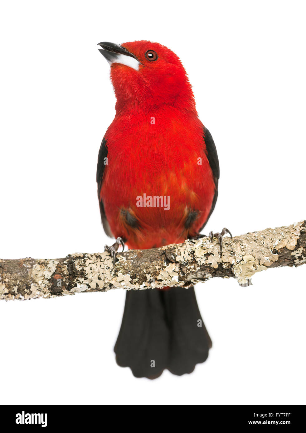 Tangara brésilien tweeting perché sur une branche - Ramphocelus bresilius - isolated on white Banque D'Images