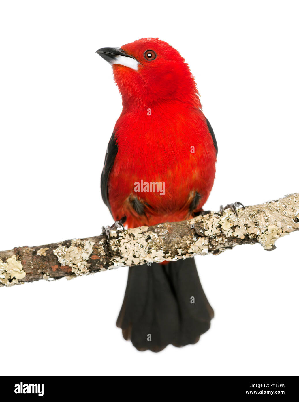 Tangara brésilien perché sur une branche - Ramphocelus bresilius - isolated on white Banque D'Images