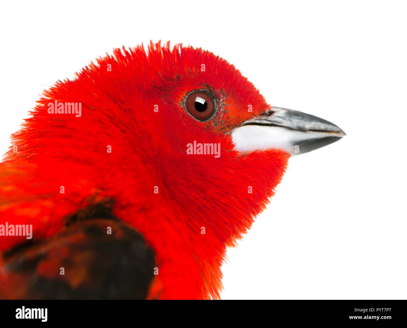 Close-up - Ramphocelus bresilius Tangara brésilien - isolated on white Banque D'Images