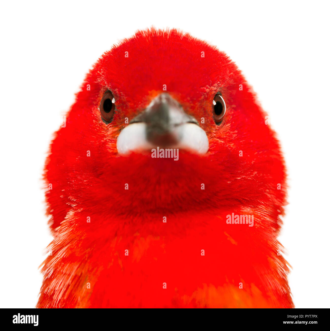 Close-up - Ramphocelus bresilius Tangara brésilien - isolated on white Banque D'Images