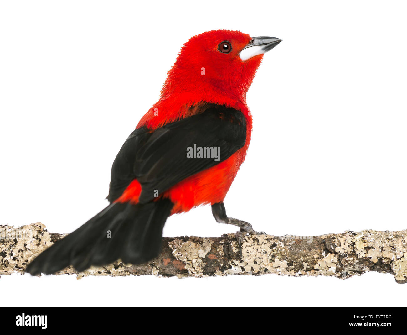 Tangara brésilien perché sur une branche - Ramphocelus bresilius - isolated on white Banque D'Images