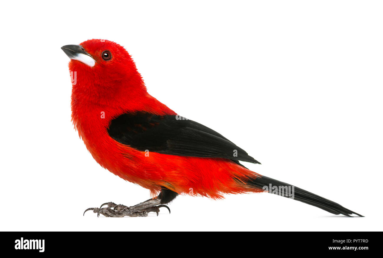 Tangara écarlate - Ramphocelus bresilius brésilien - isolated on white Banque D'Images
