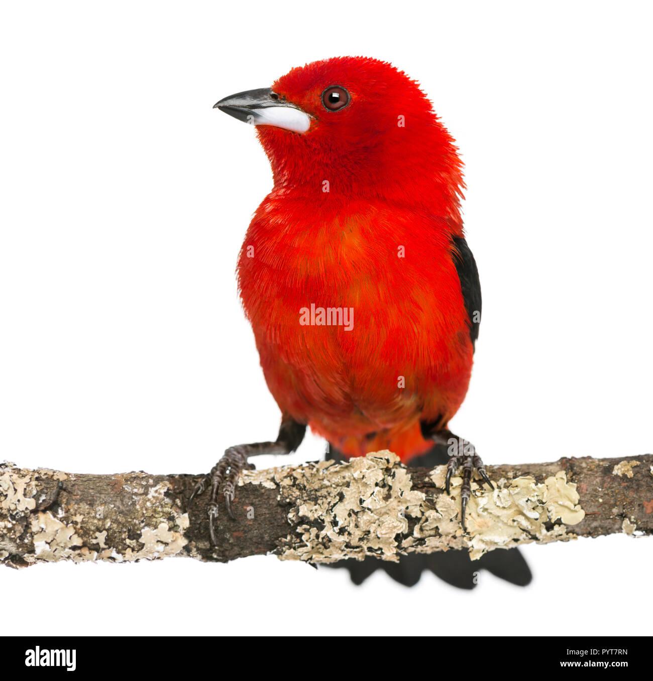 Tangara brésilien perché sur une branche - Ramphocelus bresilius - isolated on white Banque D'Images