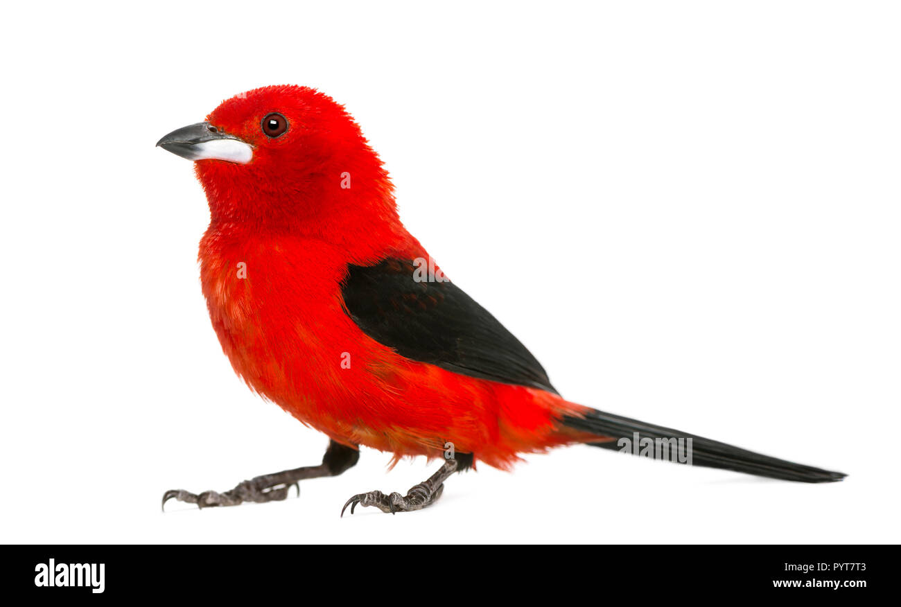 Tangara écarlate - Ramphocelus bresilius brésilien - isolated on white Banque D'Images