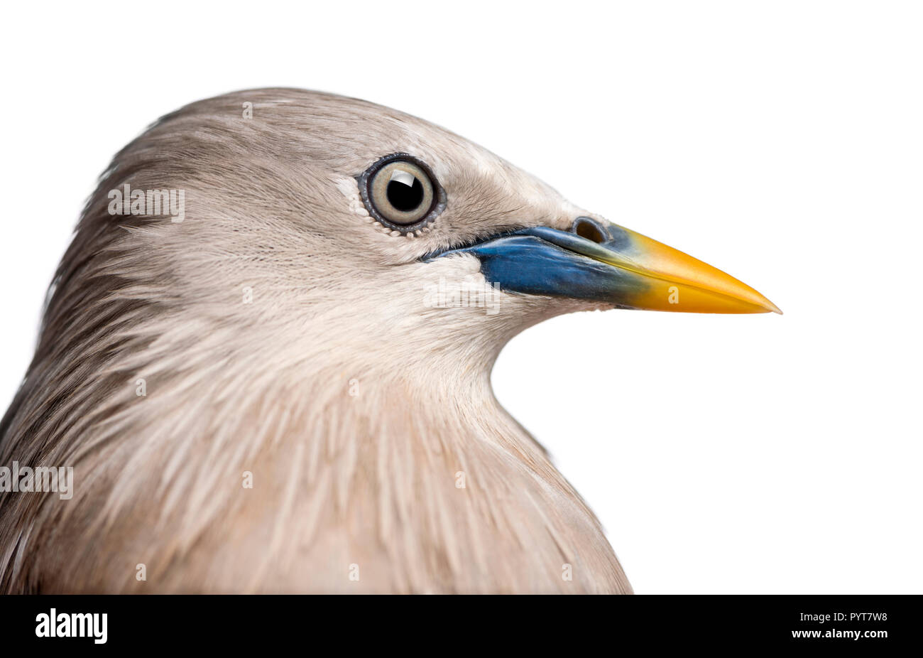 Gros plan sur un cerf de châtaignier Starling, vue latérale - Sturnia malabarica Banque D'Images