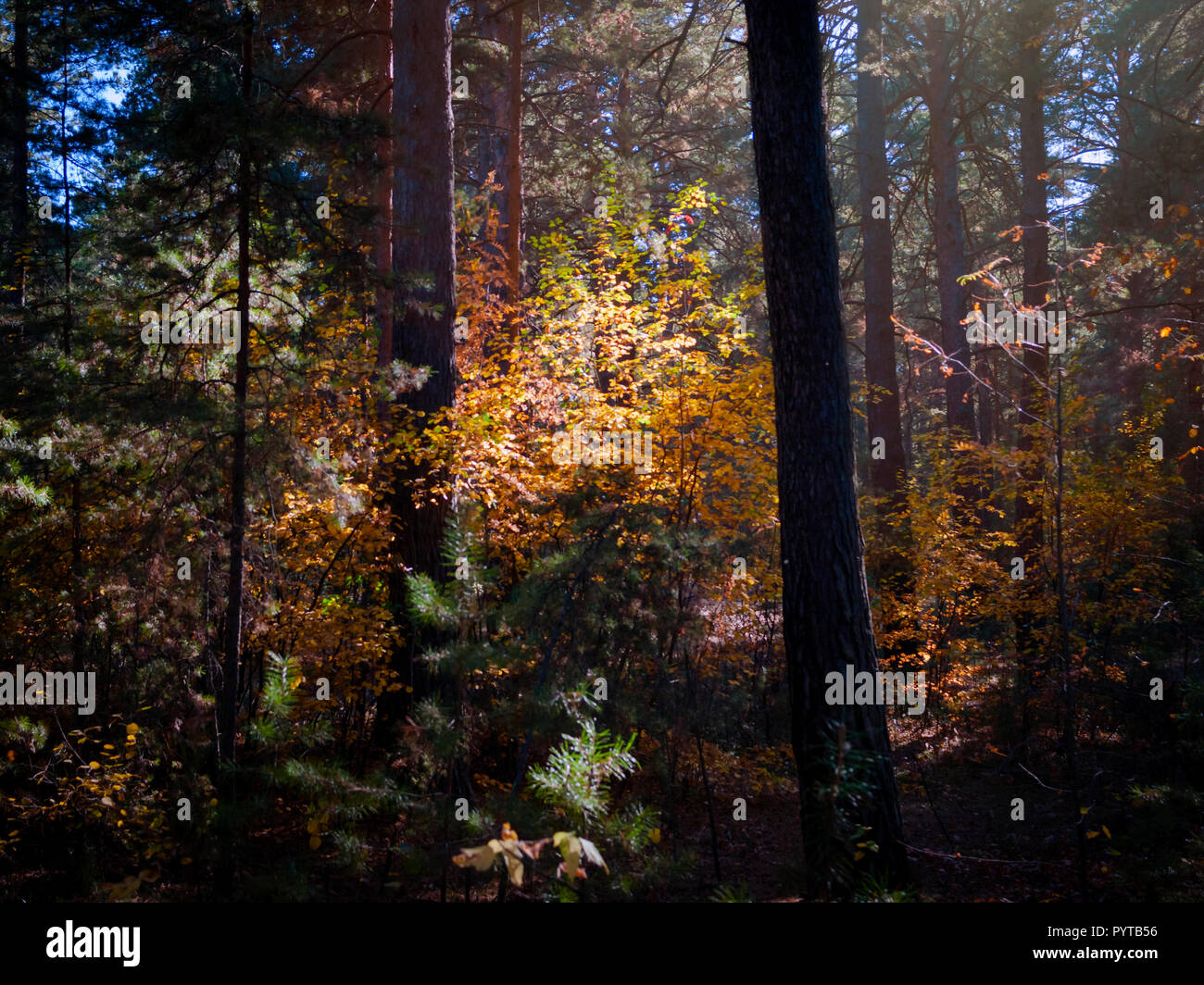 Les feuilles rouges et jaunes a souligné avec rayons de soleil de l'après-midi dans l'obscurité l'automne Forêt de pins. Banque D'Images
