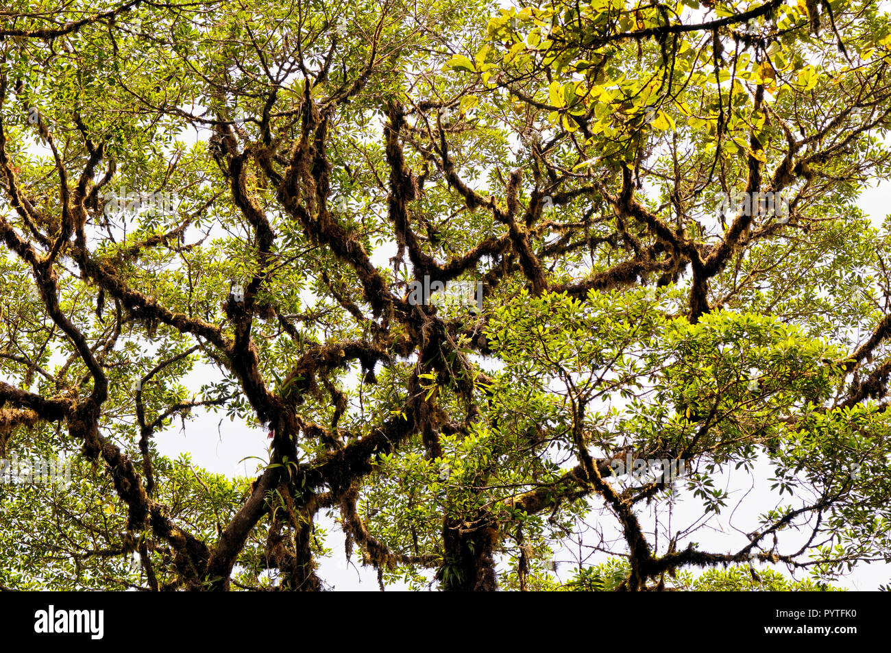 Couronne d'un arbre tropical avec les lichens épiphytes et (Costa Rica, Monteverde). Banque D'Images