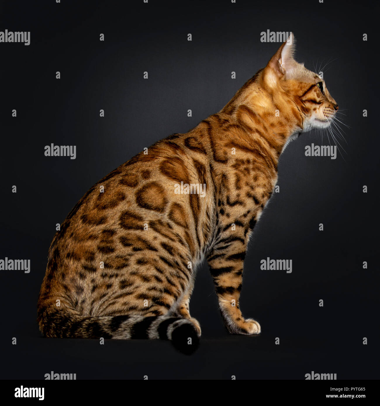 Brillant Beau Jeune Homme Adulte Chat Bengal Assis Cote Wayss Regardant Droit Devant Profil Isole Sur Fond Noir Photo Stock Alamy Brillant Beau Jeune Homme Adulte Chat Bengal Assis Cote Wayss Regardant Droit Devant Profil Isole Sur Fond Noir Photo Stock Alamy