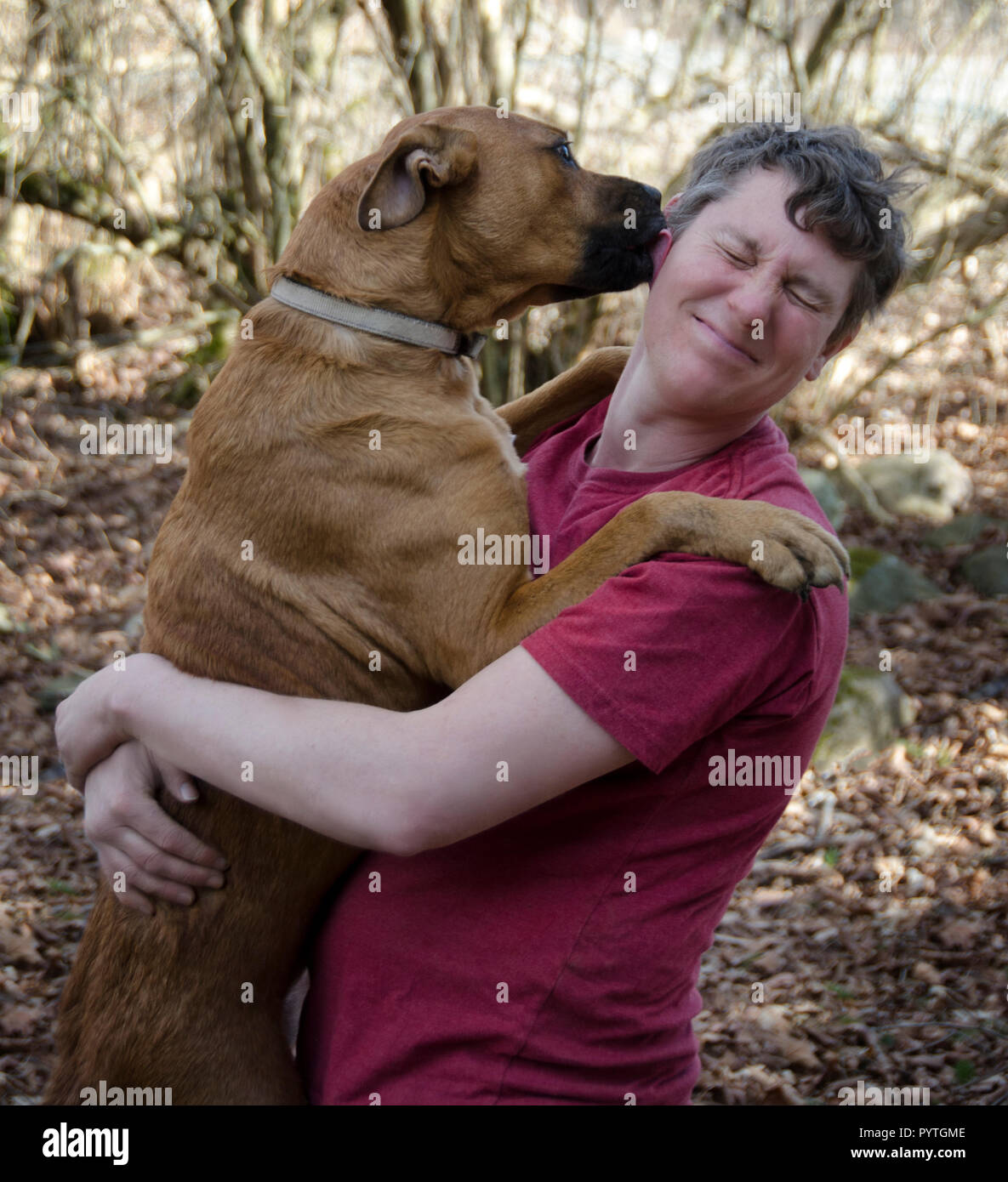 Un homme serrant son chien boxer et d'être léché sur le visage Banque D'Images