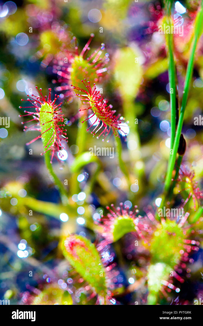 Close up of oblongues-leaved sundew / spoonleaf sundew / spatulée droséra filiforme (Drosera intermedia). Banque D'Images