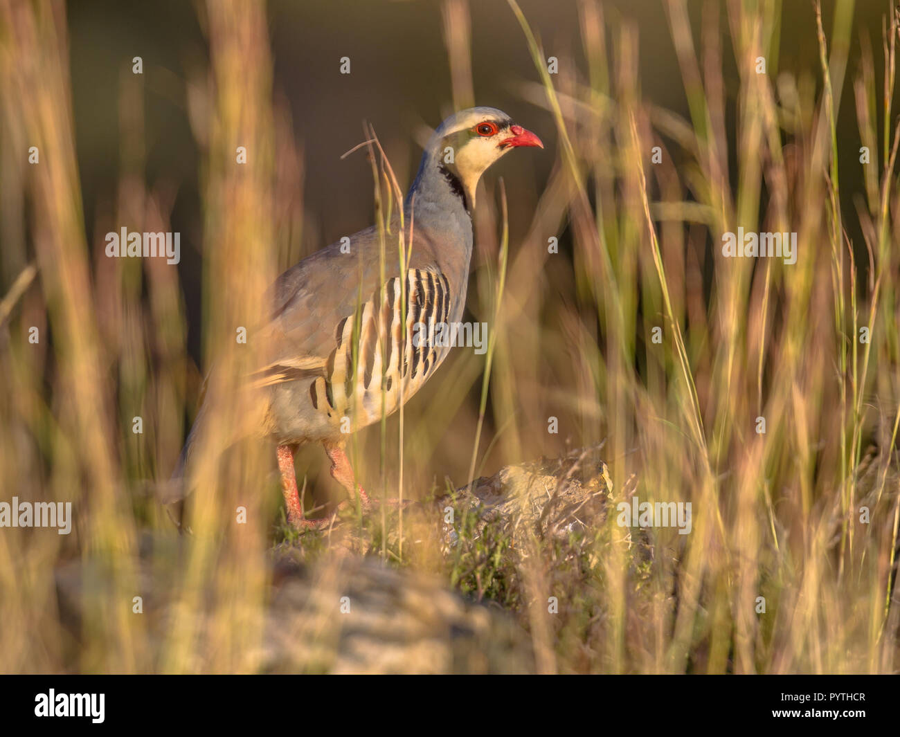 La perdrix chukar chukar Alectoris chukar (ou) est une espèce de montagne à la famille. À la recherche d'oiseaux à travers la végétation Banque D'Images