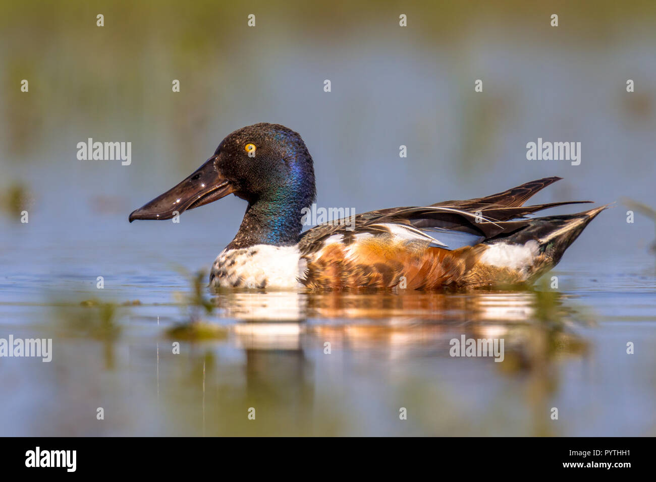 Le Canard souchet (Anas clypeata), ou shoveller en anglais britannique, peut être comptabilisé dans son projet de loi spatulé. C'est une espèce commune et répandue de canard. Il br Banque D'Images