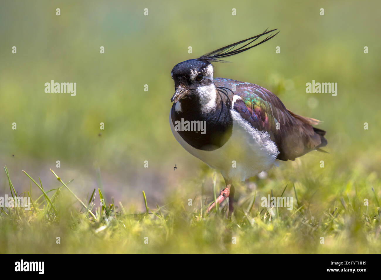 Le nord de sociable (Vanellus vanellus) marcher dans l'habitat de prairie où il se reproduit. Dans la province de Frise aux Pays-Bas les oeufs d'oiseaux utilisés Banque D'Images