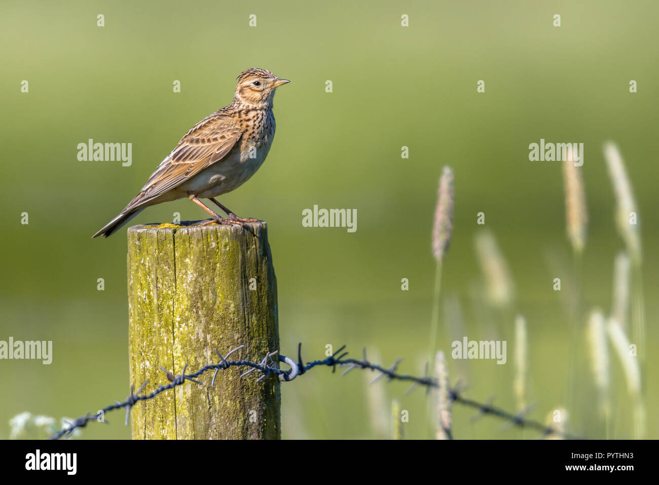 Alouette des champs (Alauda arvensis) perché sur un poteau en paysage agricole. Cette espèce de passereau est un espèces trouvées acros Banque D'Images